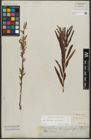 Foto von Salix triandra L. x Salix viminalis L.